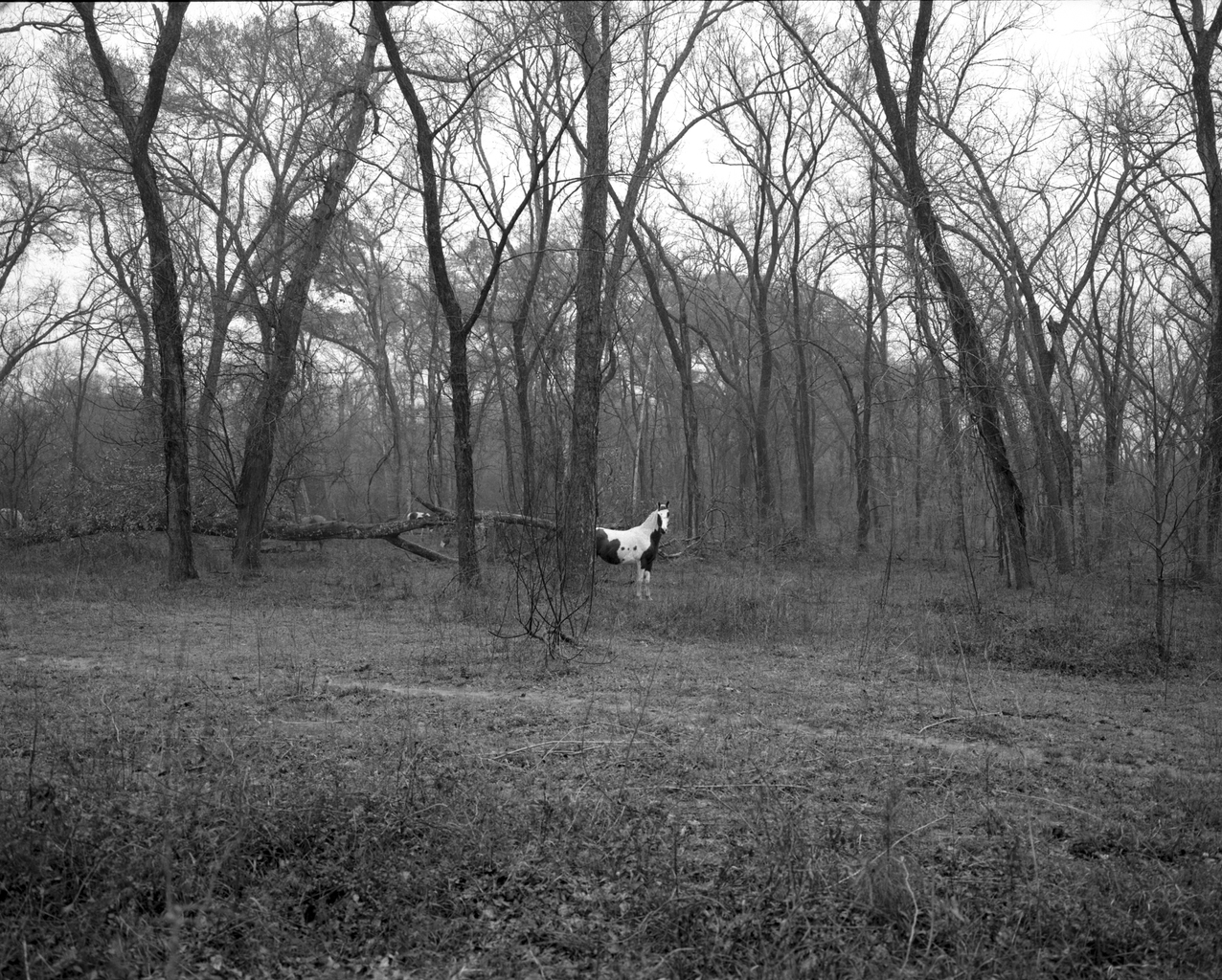 White Horse Location of the Former Town of Boonville,. Bryan,TX. 2008 © Timothy Briner