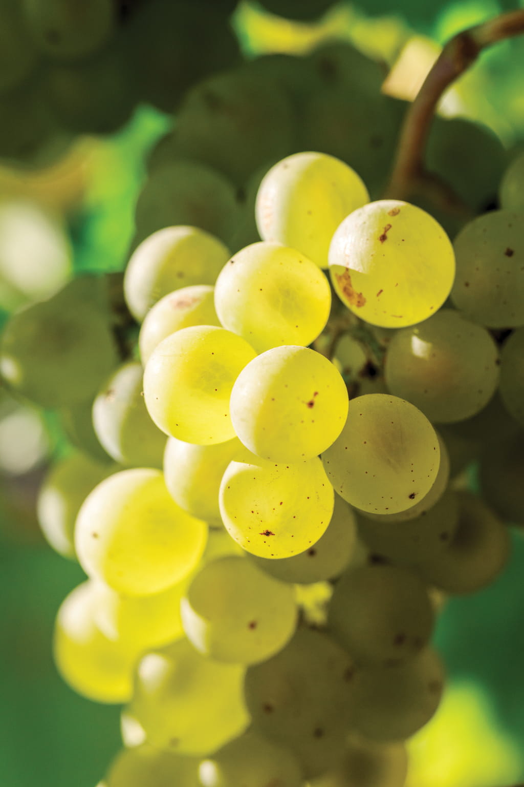 Chardonnay grapes on the vine