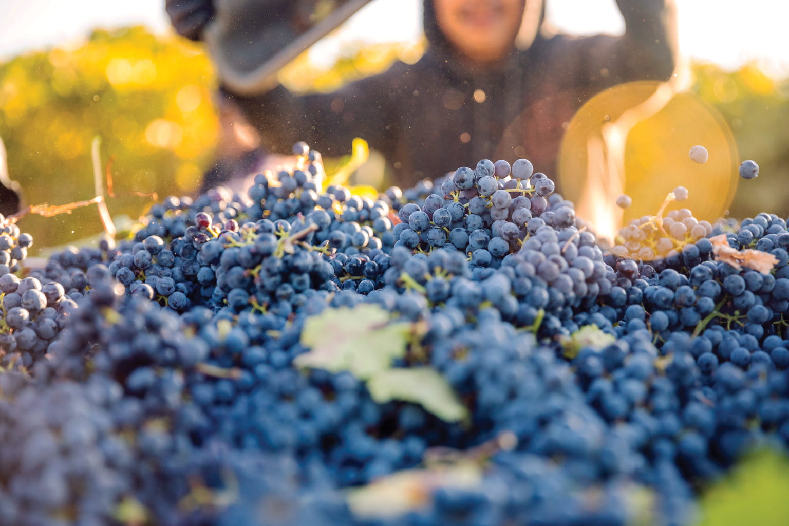 Harvested cabernet sauvignon grapes on the gondola with a worker in the background