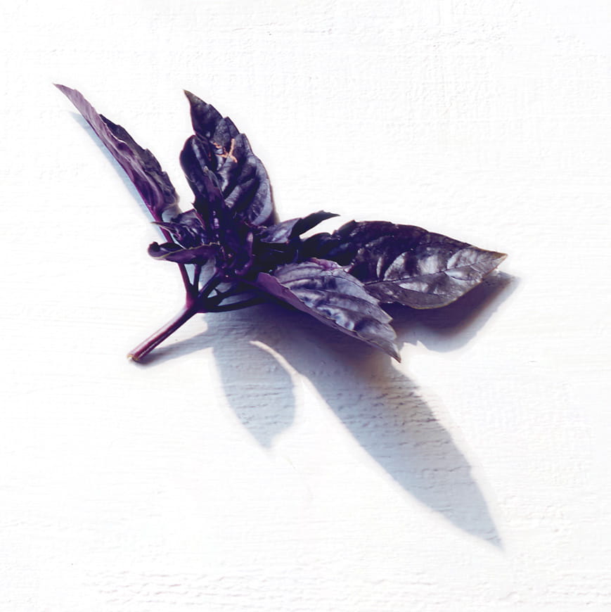 Dark purple opal basil with deep purple leaves