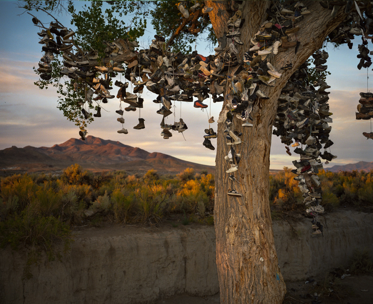shoe tree
US-50, Nevada