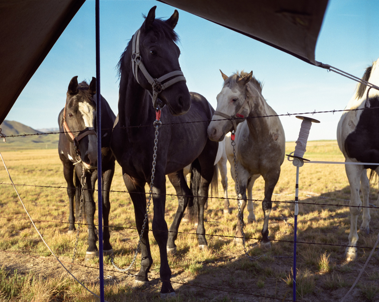 <em>horses</em><br/>
Root Camp, Idaho