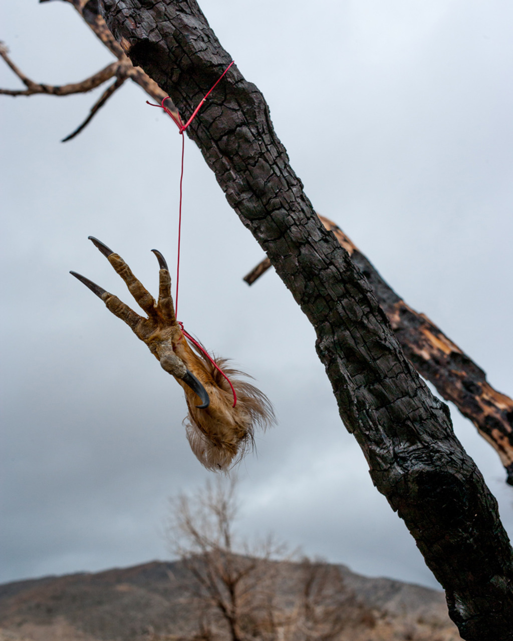 <em>claw</em><br/>
north east of Mormon Peak, Nevada