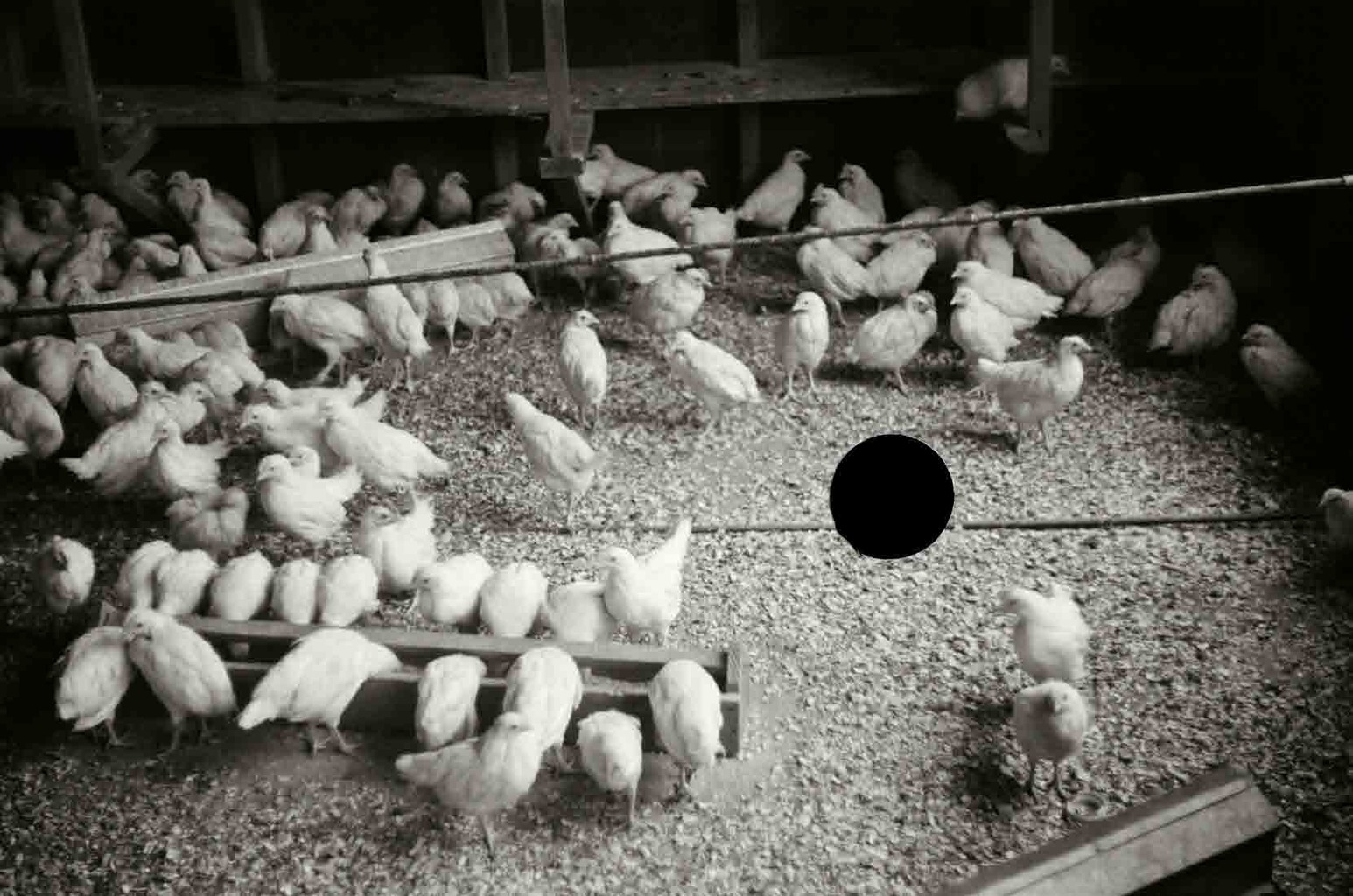 Jewish poultry cooperative. Liberty, New York. 1936. Paul Carter.