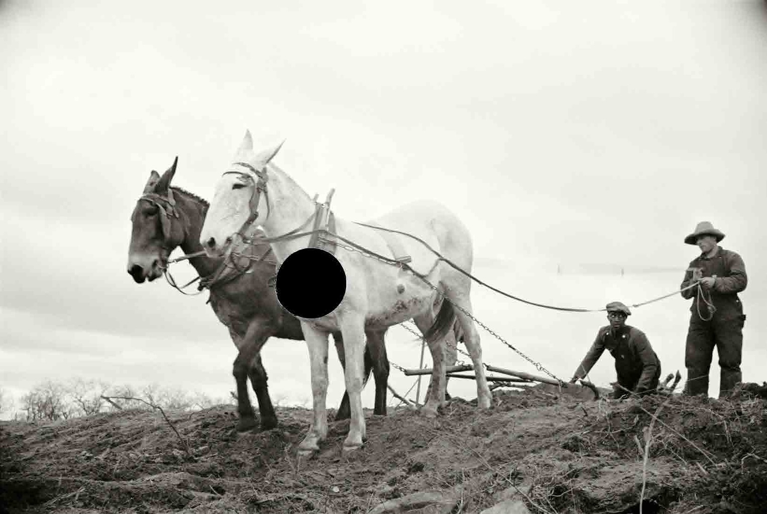 Getting fields ready for spring planting, North Carolina. 1936. Carl Mydans.