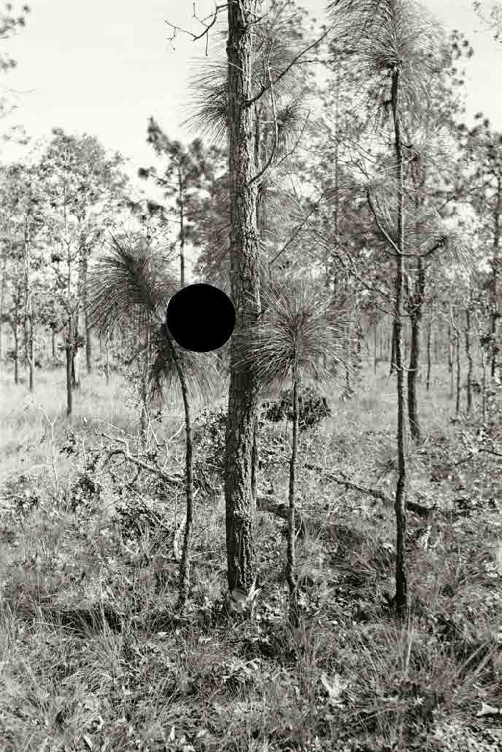 Blackjack oak, Withlacoochee land use project, Florida. 1937. Arthur Ruthstein.