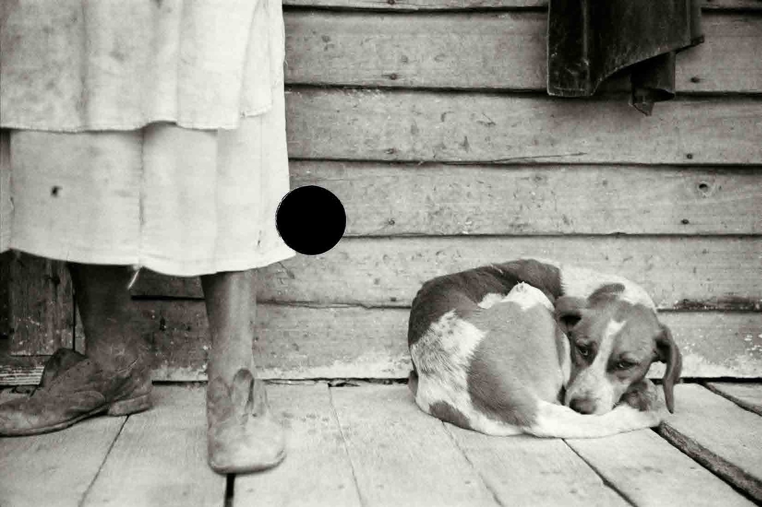 Sharecropper and dog. North Carolina. 1938. John Vachon