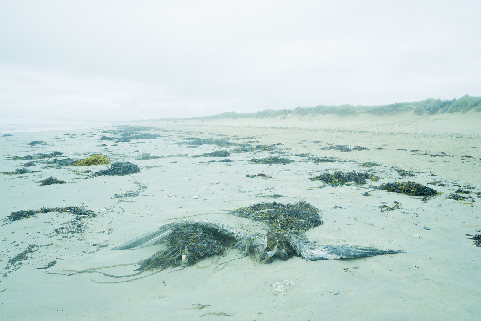 Blue Tides, Cormorant, 2015