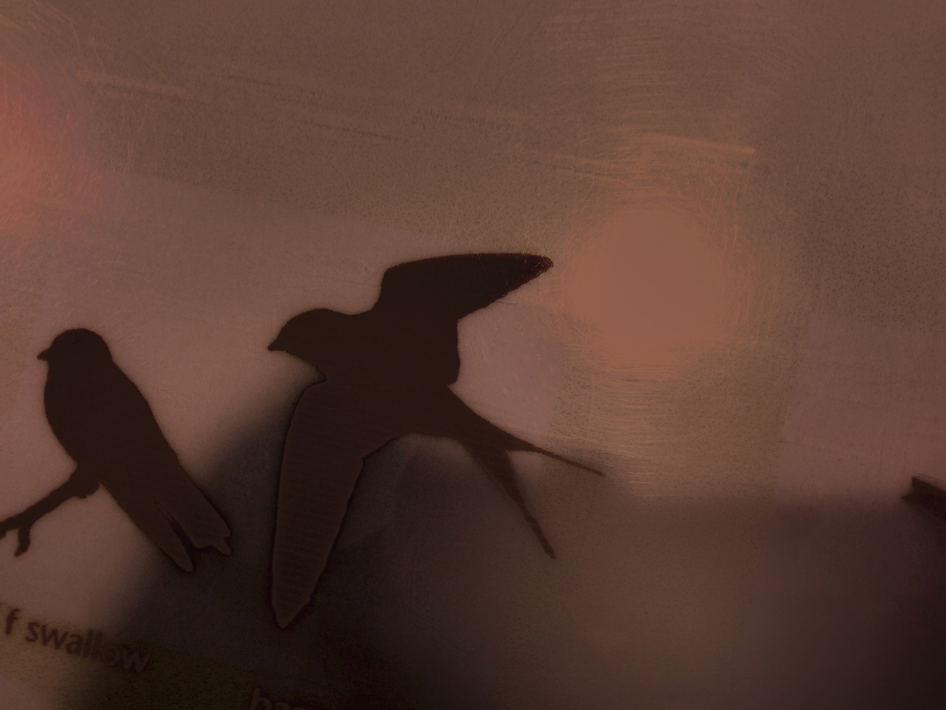 Prairie Swallow, Signage (flight), 2015