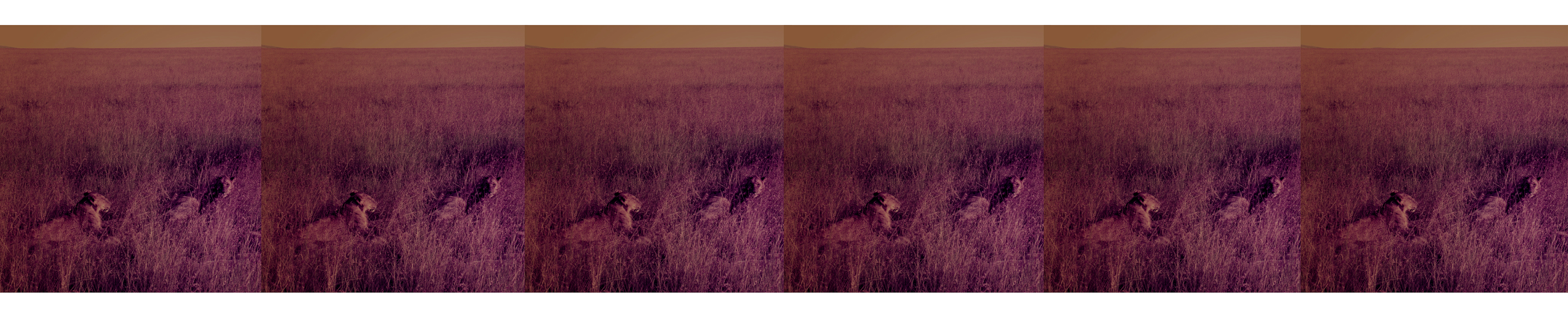 Savannah, 1982 / 2015