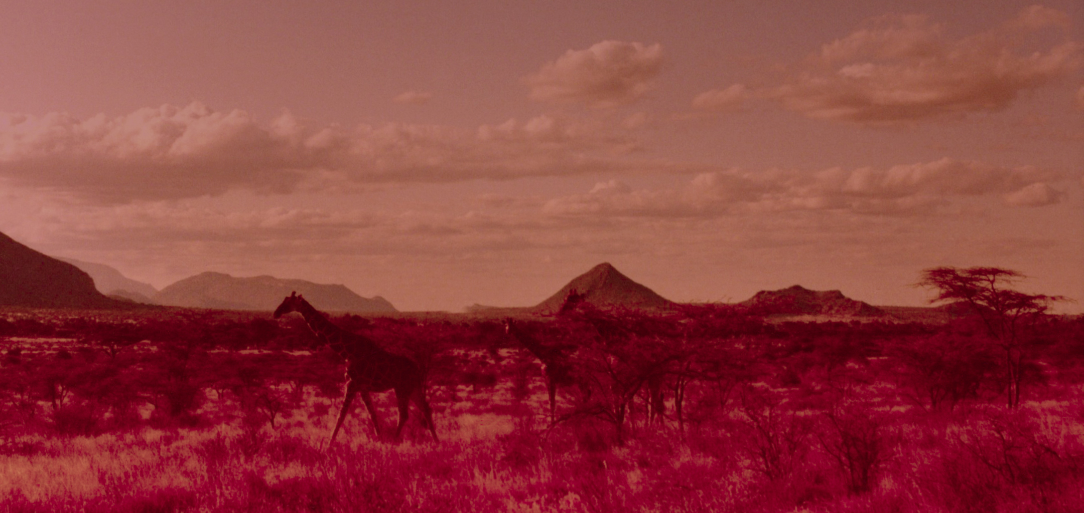 Pink Reserve, 1982 / 2015