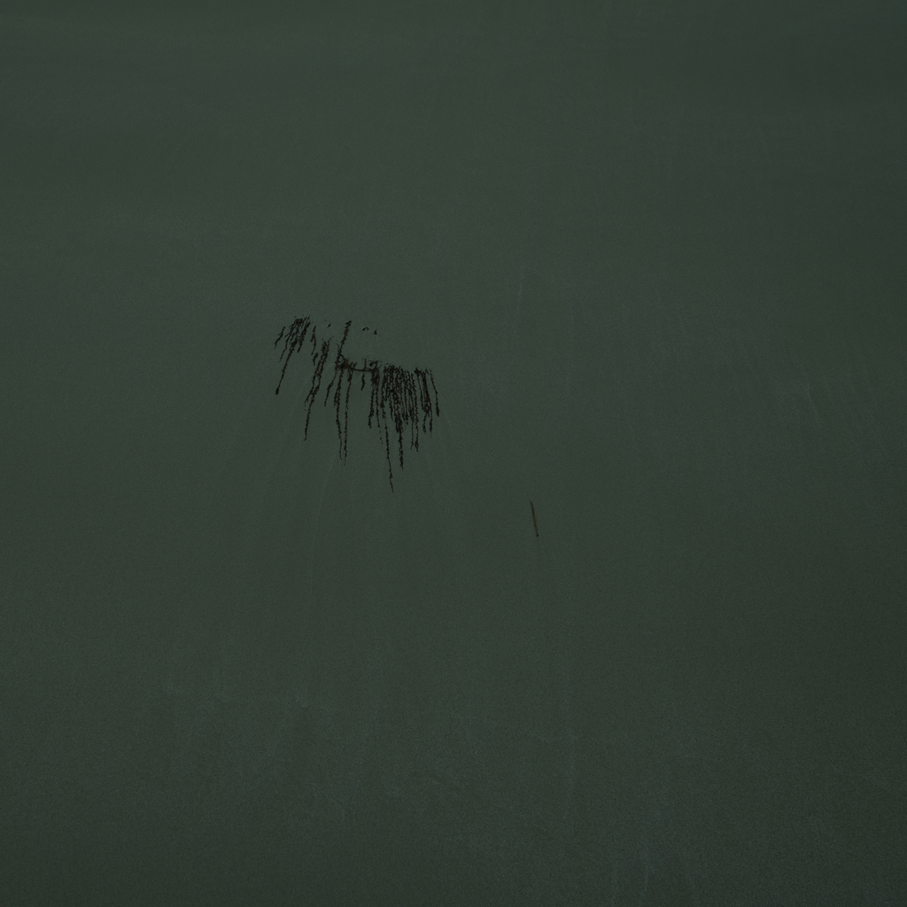 Tidal Haiku, seaweed 2016