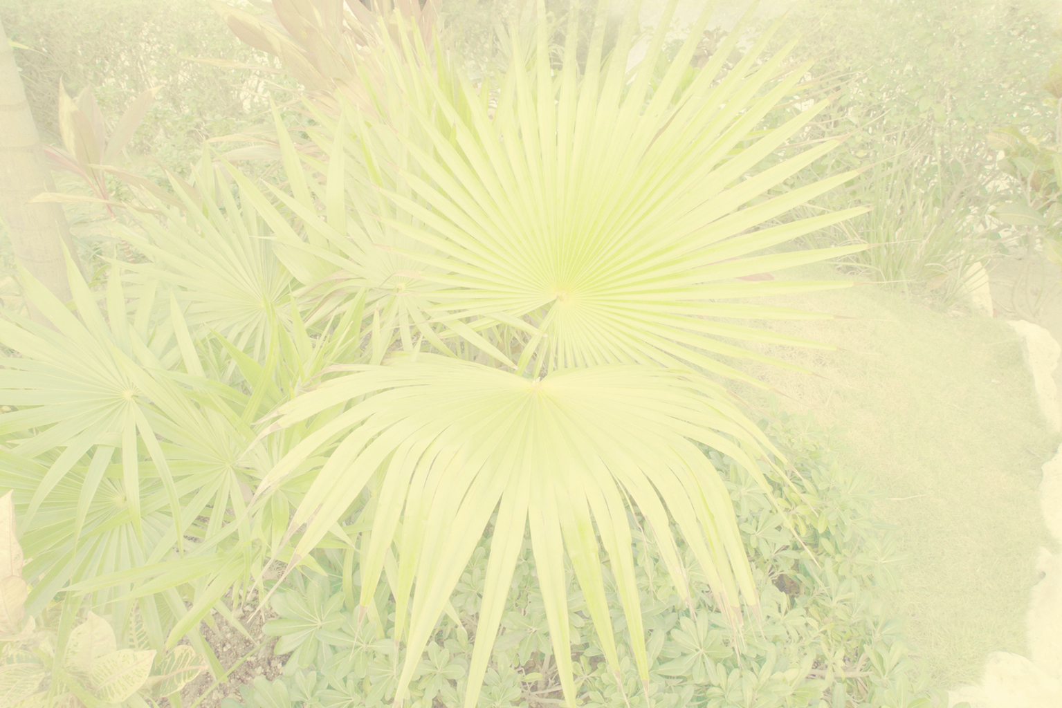 Yellow Day, (For Deborah), 2016