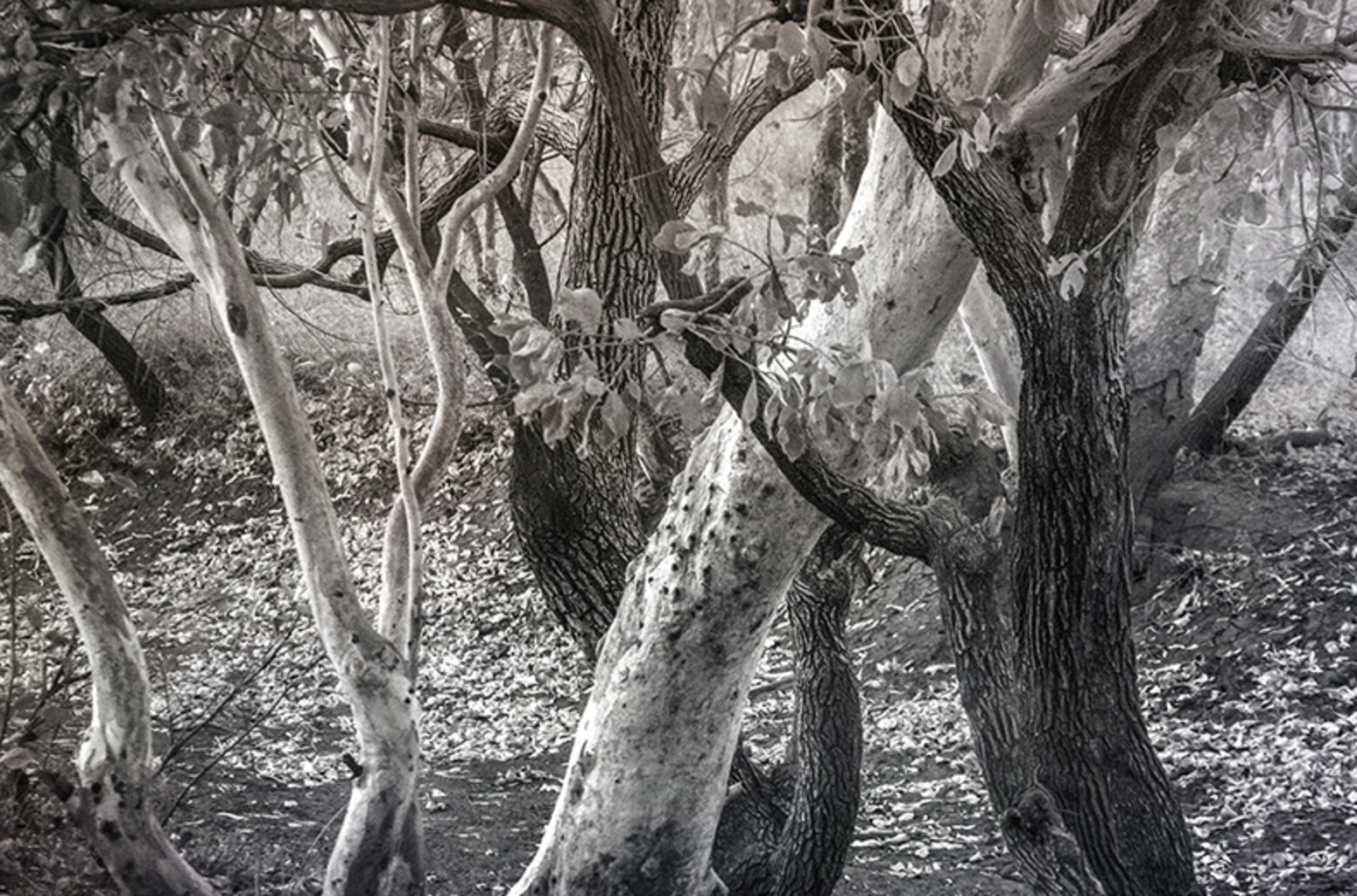 Black Trees, White Trees (Tanami Desert NT, June 2015)