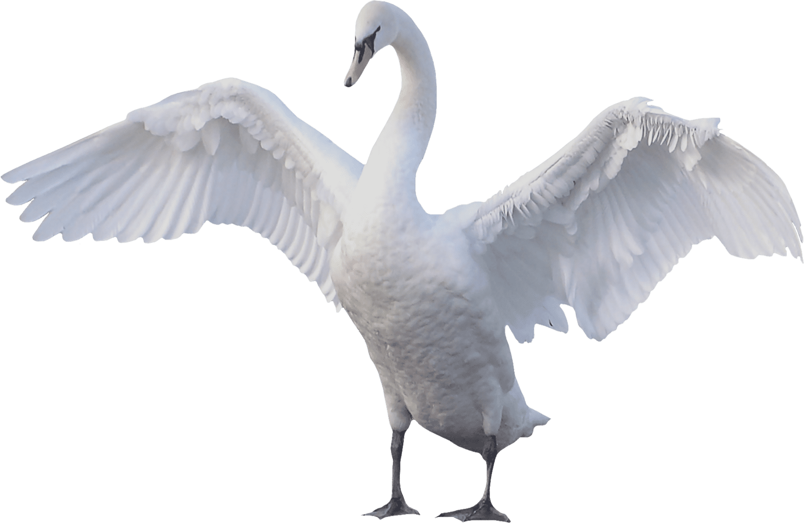 Swan with a transparent background