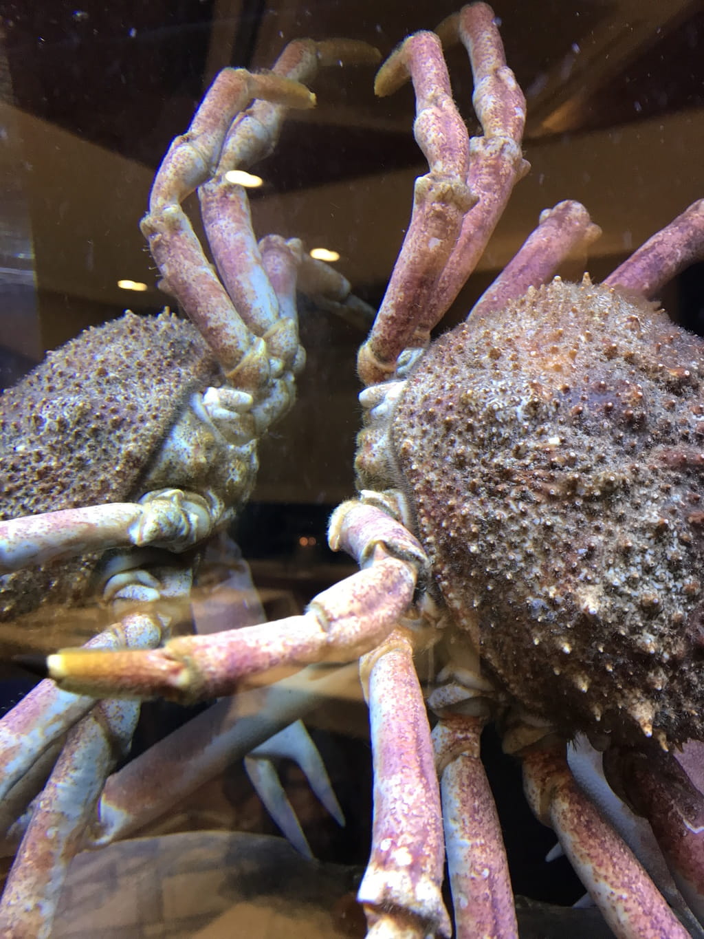 Crab Selfie
