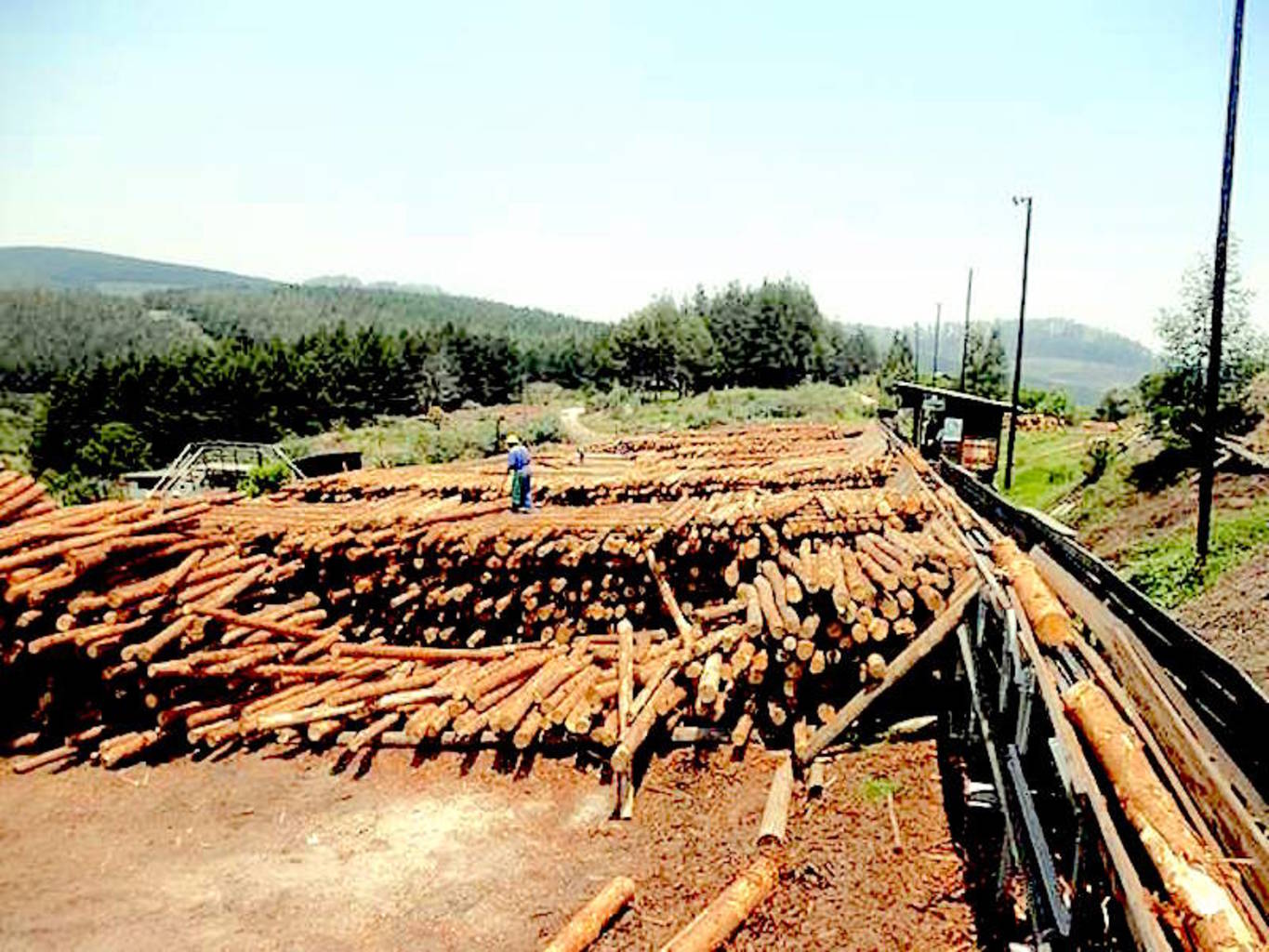 Sheba Forest Estate Sawmill in Zimbabwe.