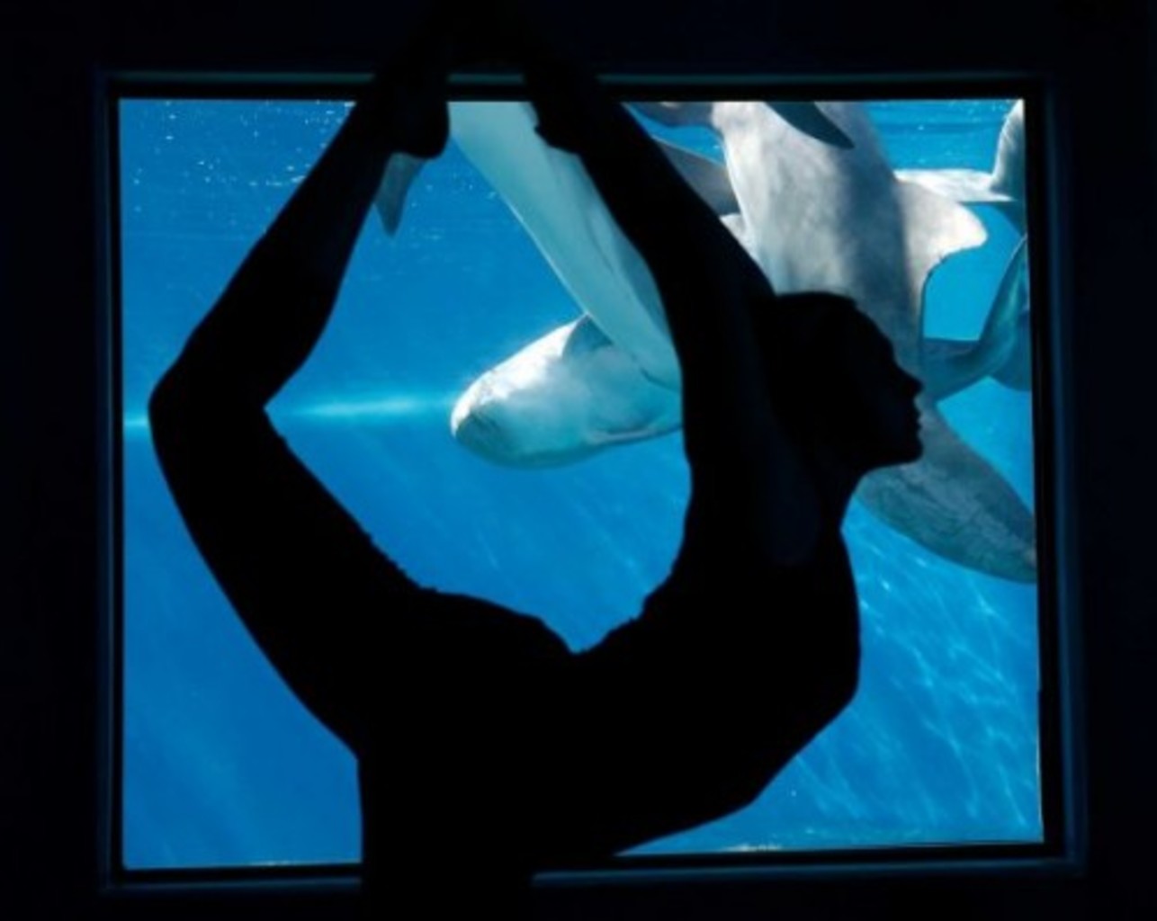 Dolphin yoga at the @Mirage is a great way to stretch out and recharge #MME16 @OracleMktgCloud 