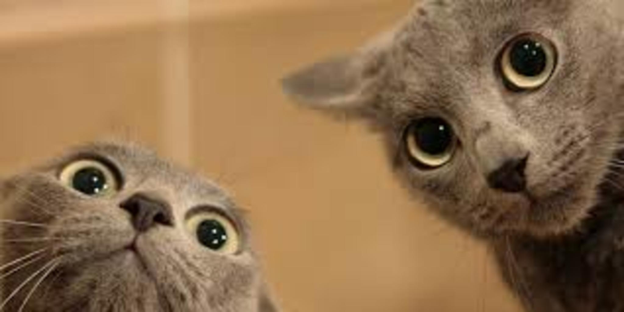 I told you they can see us! The humans are coming for us!!!!